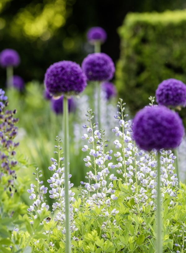 BUGA Erfurt, Mediterrane Pflanzung, Planung: Petra Pelz, Foto: Sylvia Knittel